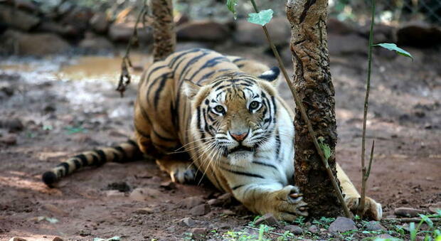 Covid, l'India chiude le riserve di tigri ai turisti: troppi focolai