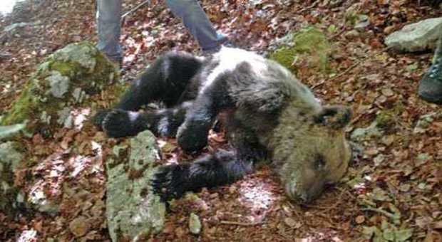 Cucciolo di orso trovato morto ai confini del parco d'Abruzzo