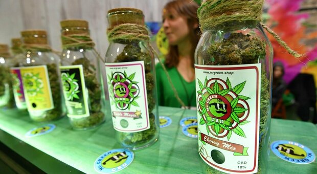 Cannabis light, il Tar del Lazio sospende il decreto del governo: i prodotti per uso orale a base di Cbd possono essere venduti