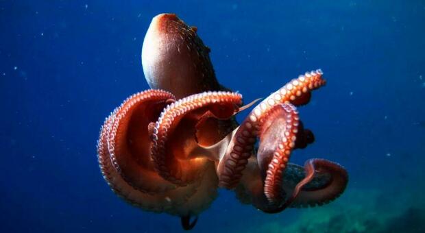The secrets of the octopus