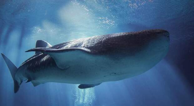 Trixie, la gigantesca femmina di squalo balena morta all'acquario americano. (immagini pubbl dal Georgia Aquarium su Fb)