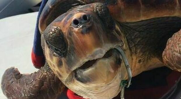 Tartaruga con l'amo in bocca salvata da due velisti: aveva fatto indigestione di plastica e meduse