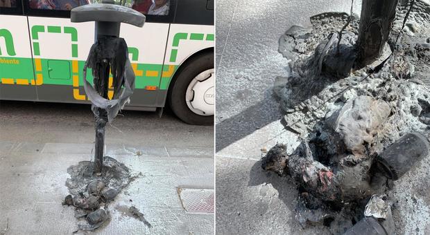 Gatto bruciato vivo nel cestino dei rifiuti: choc in strada