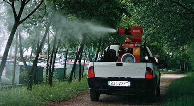 Dopo cavallette e api ora l'invasione di insetti sconosciuti: infestate le campagne vicino Udine