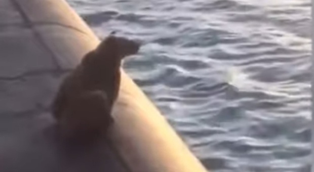 Mamma orsa e il suo cucciolo salgono sul sottomarino russo per riposarsi e vengono sparati e uccisi (immagini pubbl da Stance Tv su Tou Tube)