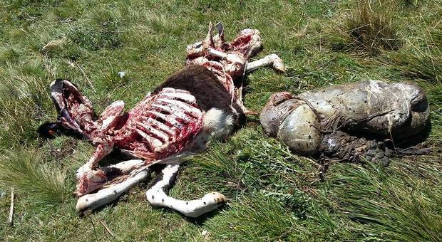 Doppio assalto di lupi nella stessa malga: 2 manze divorate e 32 fuggite