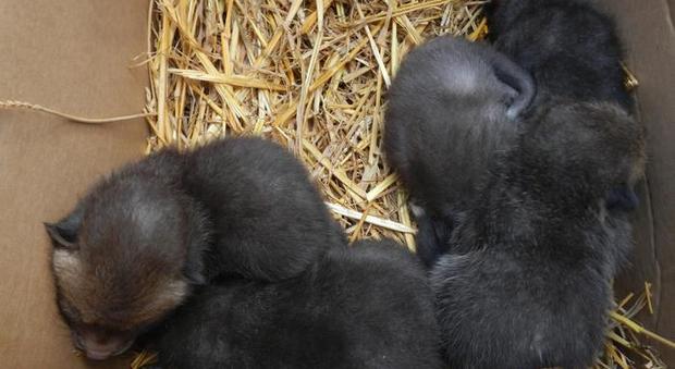 Cinque cuccioli di volpe abbandonati nell'immondizia