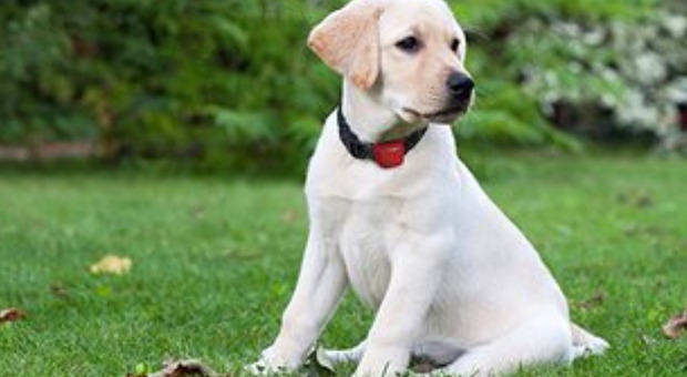 Giornata internazionale del cane, perché si festeggia? L'Italia è il Paese più "pet friendly" del mondo: è boom di adozioni