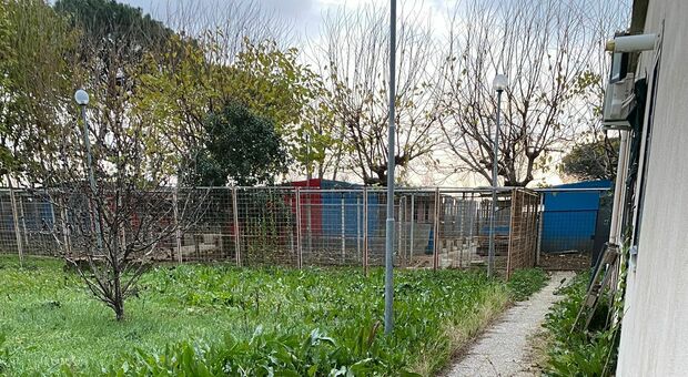 Licenziati causa Cov cercano lavoro fuori dalla Campania: addio a cani e gatti