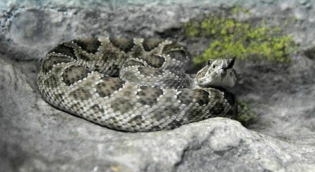 Bimba muore nel giardino di casa: morsa da un serpente velenoso