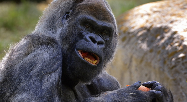 Morto Ozzie il gorilla maschio più anziano del mondo: a settembre aveva avuto il Covid