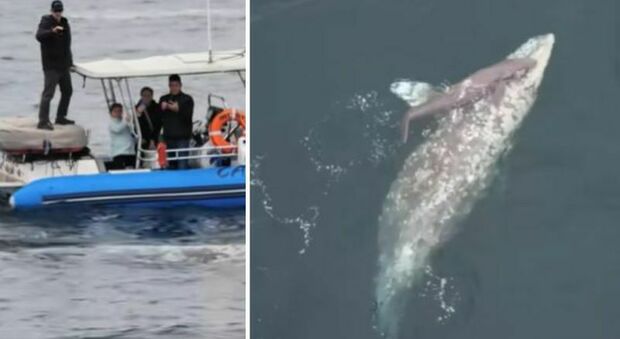 Balena grigia partorisce davanti ai turisti che restano a bocca aperta. La guida: «Evento rarissimo»