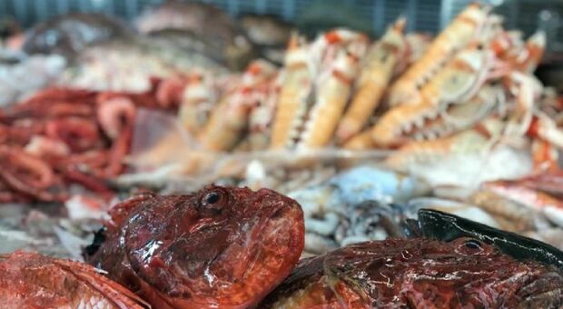 Vigilia di Natale: a base di pesce per quasi tutti gli italiani. Spazio per i piatti contaminati con la carne e vegani Quanto spenderemo