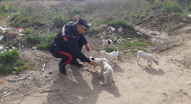 Cinque cagnolini abbandonati e salvati dai carabinieri: due cuccioli già adottati