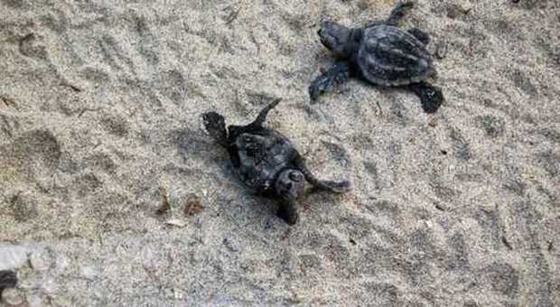 Le tartarughe nate in spiaggia ad Acciaroli