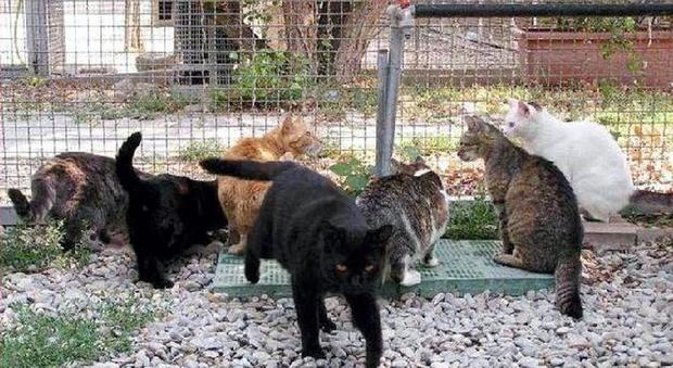È allarme per i gatti della colonia felina: avvelenati con bocconi