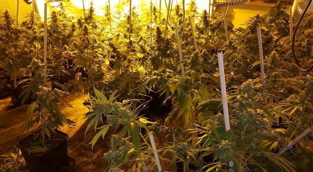 La serra di marijuana scoperta dalla polizia a Primavalle