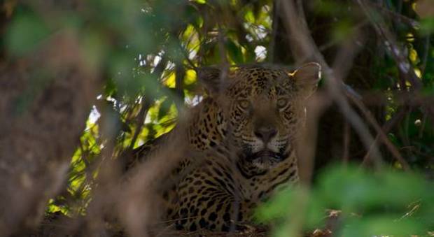 Gattopardo sud africano nelle terre selvagge