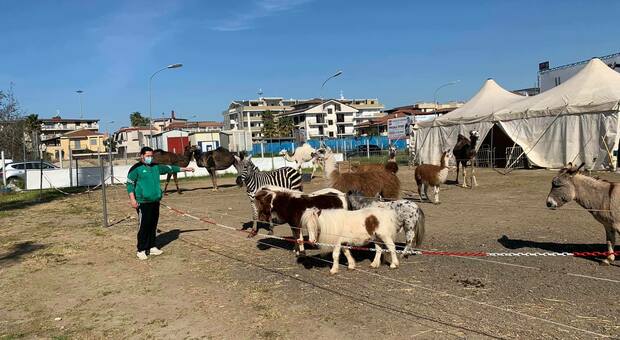 Covid: circo bloccato da 6 mesi, la Coldiretti sfama gli animali