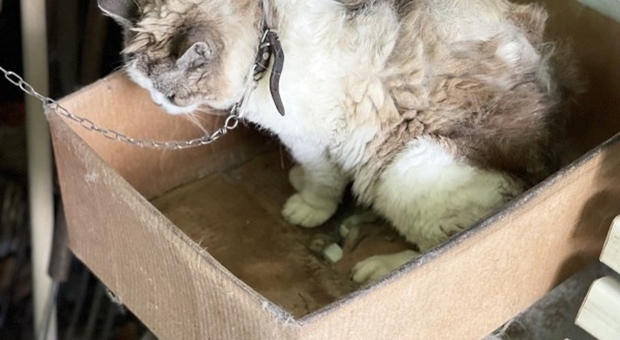 Morta la gattina Nina, ha vissuto incatenata per anni in una scatola. Denunciato il proprietario