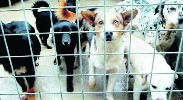 Una trentina di cani chiusi nel container, scatta il sequestro a Ferentino
