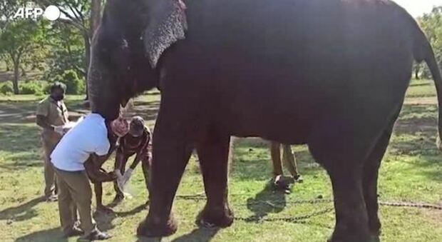 Covid, India: test su 56 elefanti dopo il caso della leonessa morta