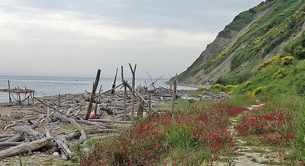 Pesaro, il Paradiso abbandondato del San Bartolo: spiaggia di Fiorenzuola invasa da tronchi e rifiuti
