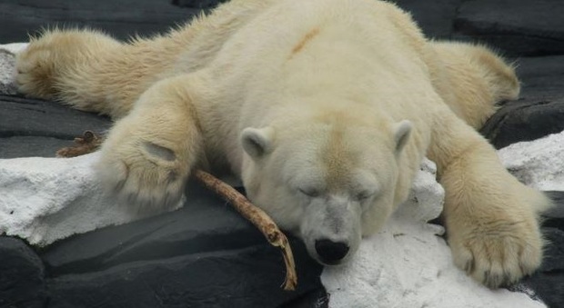 Usa, la separano dalla sua amica e si lascia morire per la tristezza: la storia dell'orsa polare che commuove il mondo