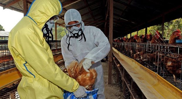 Cina, virus dell'aviaria nei polli dell'Hunan: la regione confina con quella dell'epidemia di coronavirus