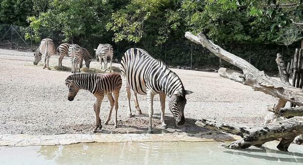 Gimbo ha un fratellino (o una sorellina): nato un cucciolo di zebra al Parco Zoo di Falconara