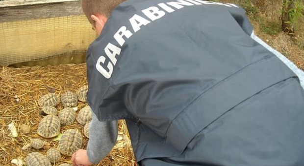 Le tartarughe sequestrate dai Carabinieri forestali a Pescara