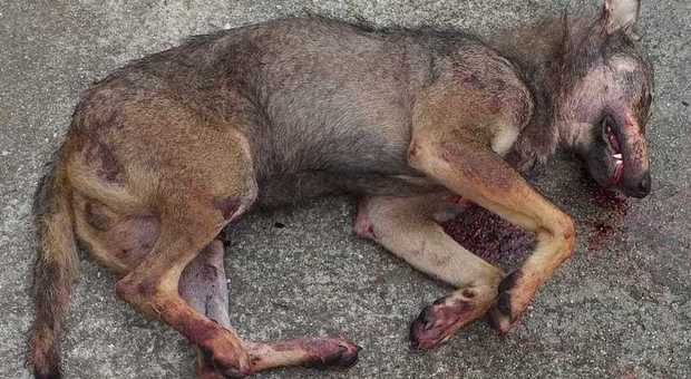 La carcassa del lupo trovata dagli agenti della polizia provinciale lungo la strada che sale da Fonzaso verso Feltre