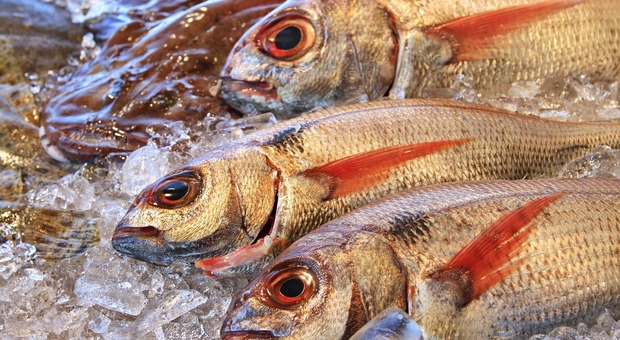 Il cambiamento climatico modifica la qualità nutrizionale del pesce: allarme nei Paesi tropicali