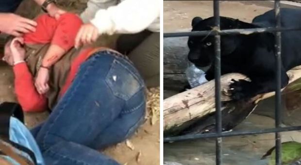 Giaguaro aggredisce donna a caccia di selfie allo zoo: sul web tutti in difesa dell'animale Video