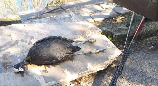Napoli, nel lago d'Averno una folaga morta incastrata nella lenza da pesca illegale