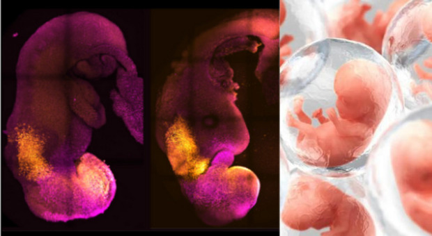 Embrioni umani sintetici creati con le staminali, superflui ovuli e spermatozoi: serviranno a studiare le malattie genetiche