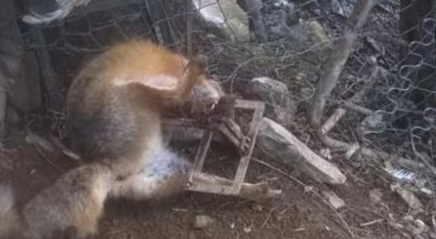 Cattura una volpe con la trappola e la uccide a colpi di pistola: arrestato