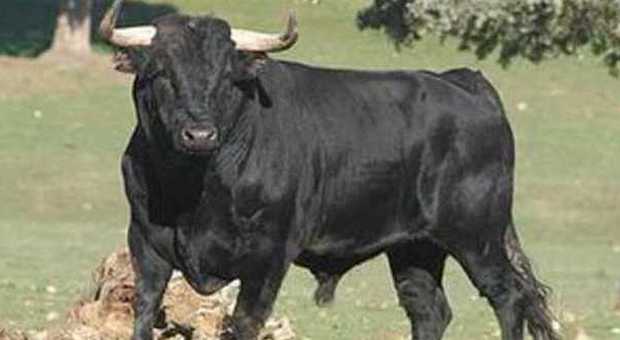 Scappa il toro al contadino Rodeo con i pompieri per recuperarlo