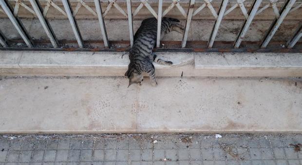 Ucciso gattino del progetto pilota dell’Enpa: «Gesto orribile»