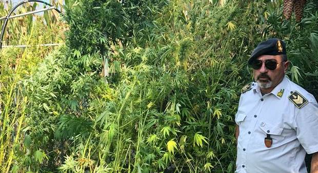 Le piante di marijuana "mimetizzate" nel campo di mais