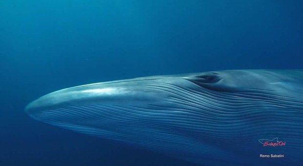 Primo piano di una balena (foto di Remo Sabatini)
