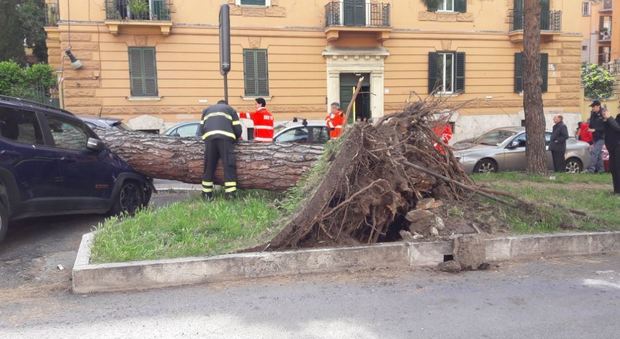 Roma, pino sradicato dal vento finisce sulle auto: paura in corso Trieste