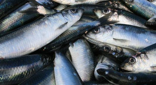 Findus, tonno e salmone più sostenibili certificati Msc e Asc