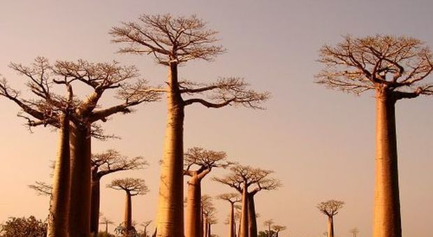 Dal Madagascar alla Sierra Leone: alberi da record