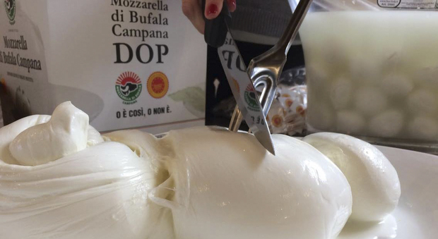 Da Napoli a Parma e Cuneo, tutti gli eventi della Mozzarella di Bufala Campana Dop