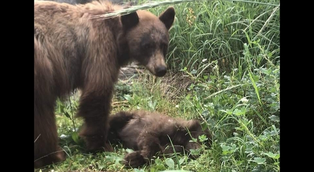 Mamma orsa veglia il suo piccolo investito e ucciso (immag pubbl da Yosemite National Park su Fb)