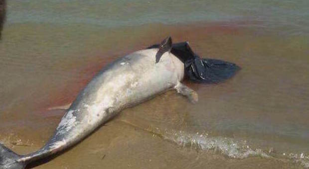 Ancora un delfino morto recuperato a Vasto Marina