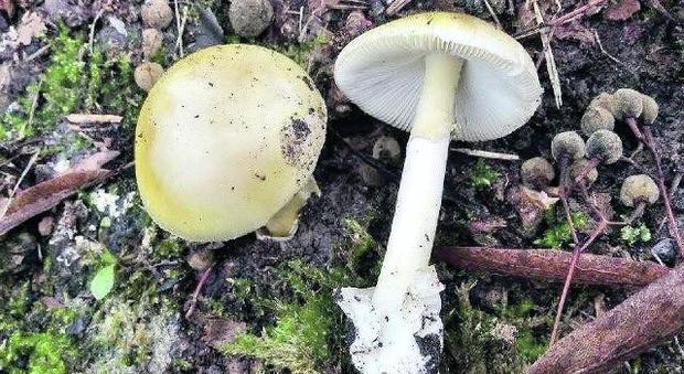 Raccoglie i funghi in campagna e li mangia: 15enne intossicata