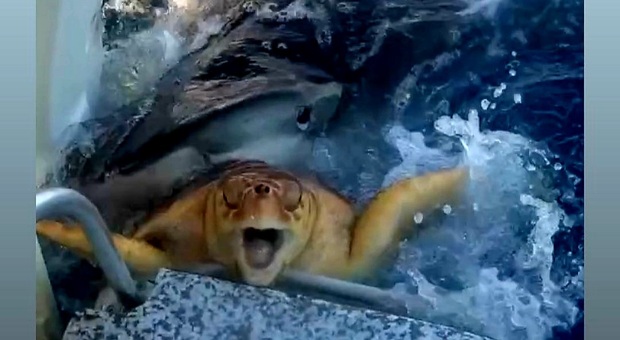 La tartaruga in bocca allo squalo (immag e filmato pubbl da kaiowenfishinginc Kai Survance su Instagram)