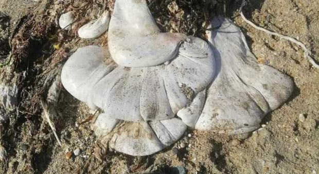 Cornovaglia, misteriosa creatura arenata sulla spiaggia: potrebbe trattarsi del rarissimo "blob bianco"